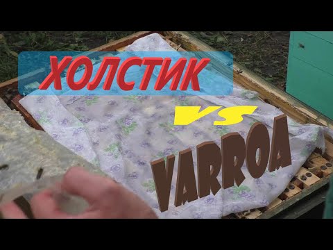 Видео: Холстик против клеща Варроа