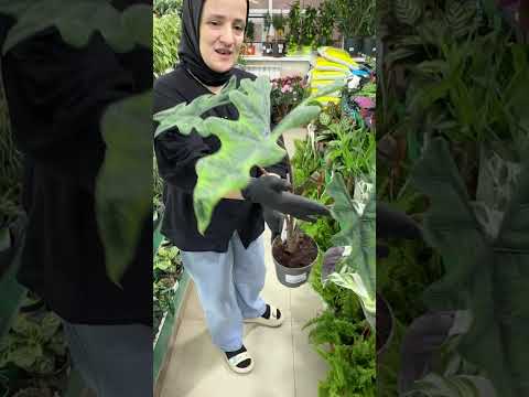 Видео: АгроОПТ Махачкала: комнатные растения 