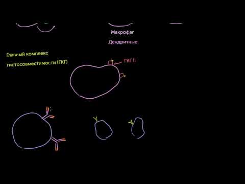 Видео: Профессиональные антиген-представляющие клетки и ГКГ II