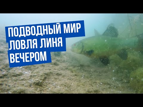 Видео: Ловля линя вечером \ Подводный мир с Владимиром Солоповым