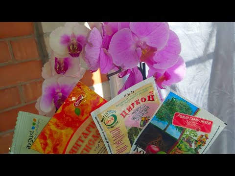 Видео: КУПИЛА Уценки ОРХИДЕИ с КАШЕЙ вместо КОРНЕЙ/ ЧЕМ БУДУ НАРАЩИВАТЬ НОВЫЕ КОРНИ?