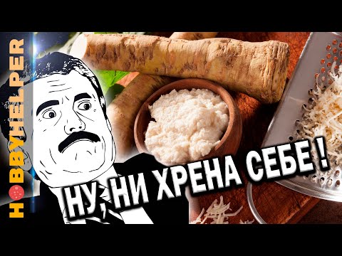 Видео: Ешь ХРЕН - он полезнее ИМБИРЯ! В чем польза хрена для организма и кому противопоказан.