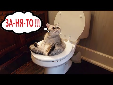 Видео: Приколы с котами! Смешные коты! - СОЗВУЧКОЙ! Самые Смешные животные!