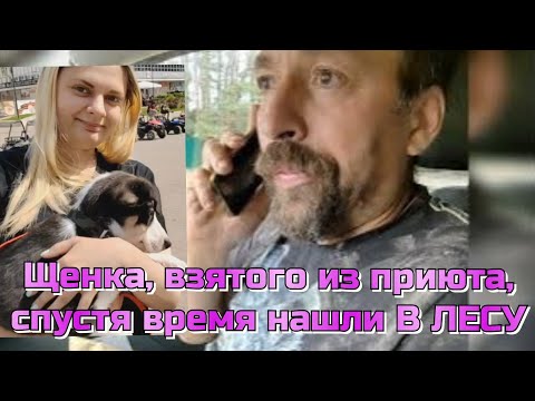 Видео: КАК ЩЕНОК ОКАЗАЛСЯ В ЛЕСУ? Зачем  брать щенка, если НЕ ГОТОВ к этому, и почему не вернуть в приют?