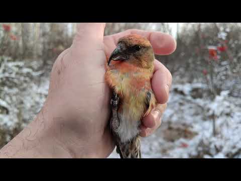 Видео: Ловля птиц
