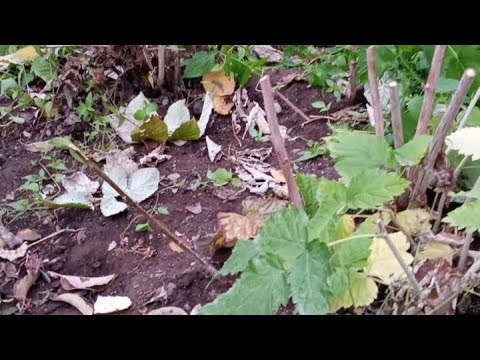 Видео: Куз келди. Малинаны кандай кышка даярдайбыз ж/а обрезка кандайча болот…