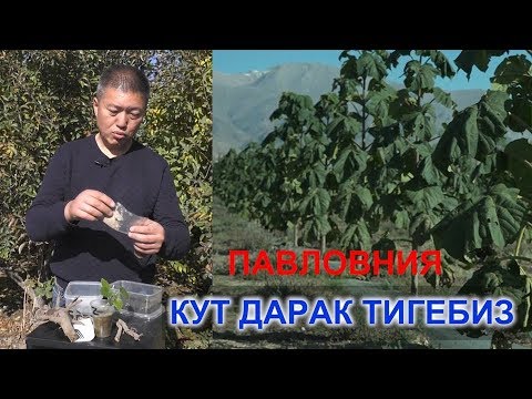 Видео: КУТ ДАРАК ТИГЕБИЗ. АКЫЛ ЗАМАН. NewTV