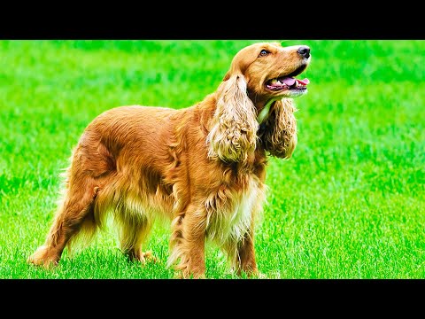 Видео: Английский кокер-спаниель. Происхождение породы, экстерьер, уход и воспитание. (DOGS FROM A TO Z)