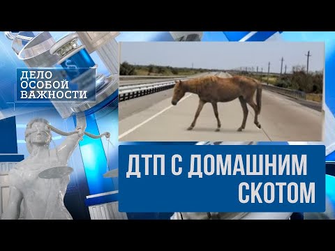 Видео: Животное стало причиной ДТП: с кого спрашивать и кто возместит ущерб | Дело особой важности