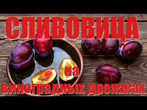 Видео: Турбо Сливовица на диких виноградных дрожжах. Часть 1.