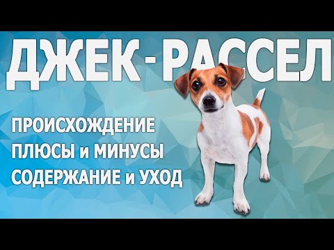 Видео: Все о породе ДЖЕК РАССЕЛ Терьер!