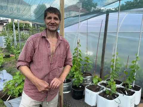 Видео: Временные недорогие контейнеры большого обьёма для саженцев винограда.