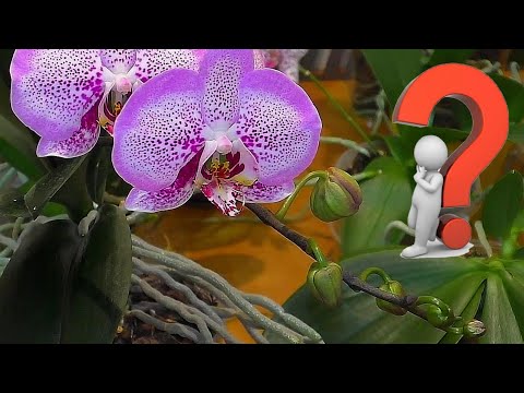 Видео: 🧐Орхидея Азиатская Голландская в чём разница и особенности выращивания🤔