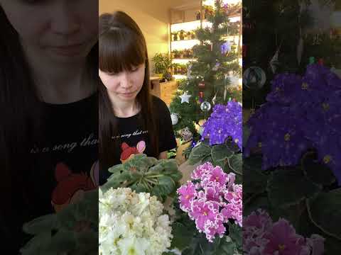 Видео: Пересадка Фиалки после шапочного цветения