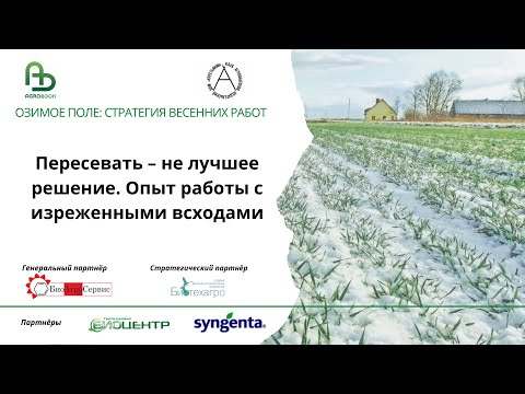 Видео: «Пересевать – не лучшее решение». Опыт работы с изреженными всходами