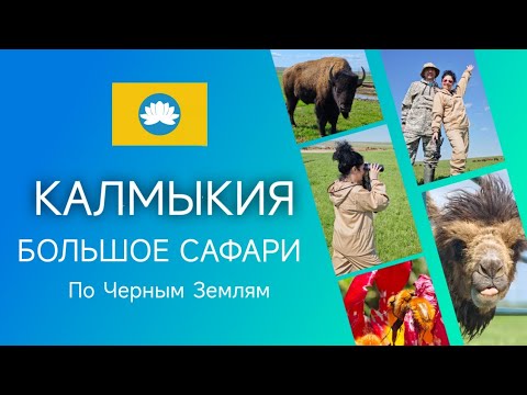 Видео: Сафари по Калмыкии | Автопутешествие в Черные земли в поисках сайгаков и розовых пеликанов