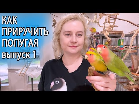 Видео: КАК ПРИРУЧИТЬ ПОПУГАЯ | ОСНОВЫ ПСИХОЛОГИИ