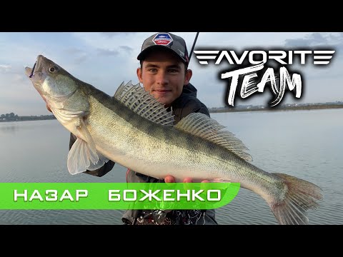 Видео: КРУПНЫЙ СУДАК на предсерийный спиннинг Favorite BLACK SWAN. Favorite Team