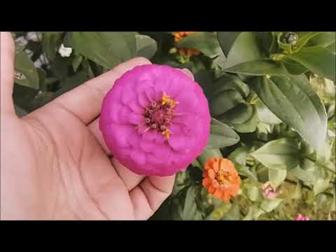 Видео: Влог/Дачные выходные/Навели порядок/Отмечаем день рождения Андрея/Огурцы и кабачки рулят/