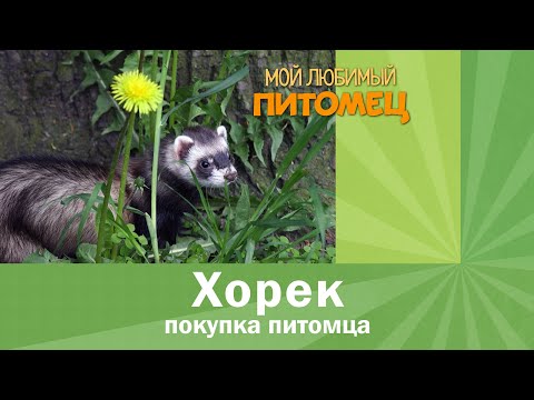 Видео: Покупка хорька: ГДЕ, КАК, КОГДА?