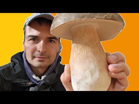 Видео: Труден лов на манатарки