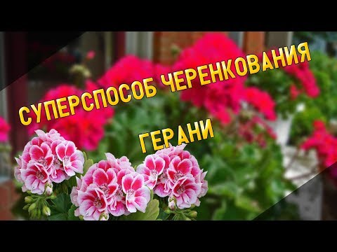 Видео: СУПЕРСПОСОБ ЧЕРЕНКОВАНИЯ ГЕРАНИ 2018