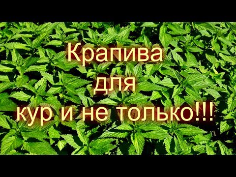 Видео: КРАПИВА И ЕЁ ПРИМЕНЕНИЕ ДЛЯ КУР И КАК УДОБРЕНИЕ ДЛЯ РАСТЕНИЙ//МОЯ ЛЮБИМАЯ УСАДЬБА