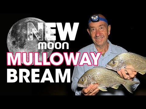 Видео: Я рыбачу на пляже в НОВОЛУНИЕ ПОЛУЧЕНИЯ со свежей наживкой и мягким пластиком!