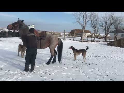 Видео: Заезжали жеребца! Айгыр