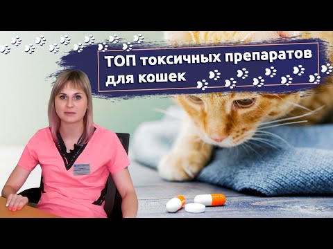 Видео: Топ токсичных препаратов для кошек: Чего нельзя давать Вашей кошке | Ветклиника "В добрые руки"