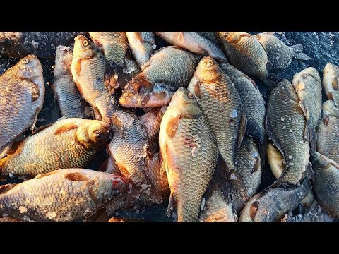Видео: Нарвался на СТАЮ КАРАСЕЙ В КАМЫШЕ! Золотой КАРАСЬ зимой на удочку! Рыбалка 2022!