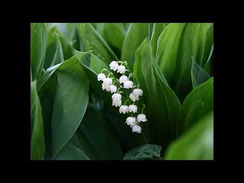 Видео: О мама ландыши. Часть 2