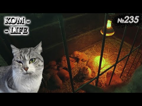 Видео: Как "Шныренко" принимал два опороса