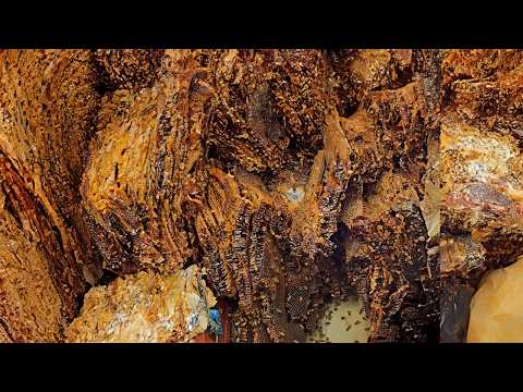 Видео: 50 000 пчел захватили этот мусорный бак