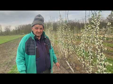 Видео: Интенсивный сливовый сад посаженный  по технологии UFO.