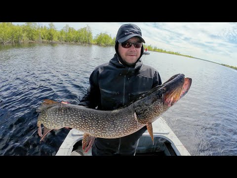 Видео: Hooligan Roach и Guppie лакомые приманки для вялой щуки. Открытие сезона по щуки 2025