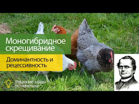 Видео: Решение задач по генетике:  1 - Определение вероятности потомства и 2 - Определение доминантности