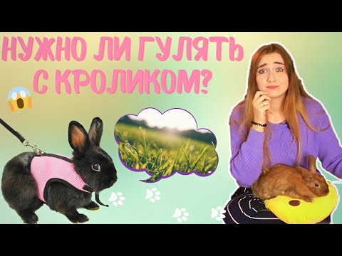 Видео: МОЖНО ЛИ ГУЛЯТЬ С КРОЛИКОМ НА УЛИЦЕ? \ КАК ГУЛЯТЬ С КРОЛИКОМ? \ КАК ВЫГУЛИВАТЬ КРОЛИКА?