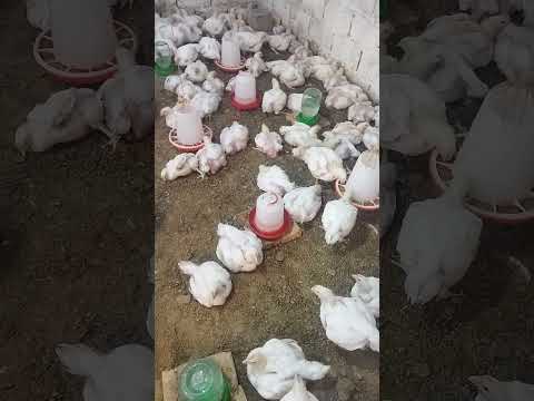 Видео: Бройлер.Парвариши бройлерхо дар шароити хона кисми-5