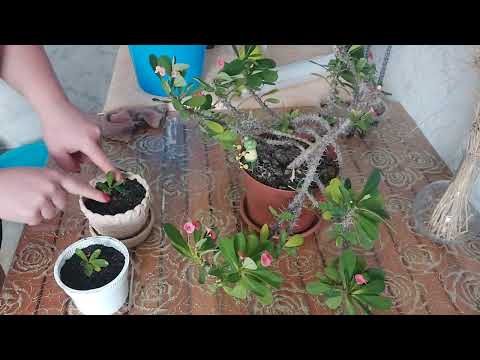 Видео: Эуфорбия Миля, Молочай.