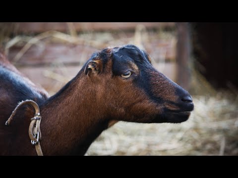 Видео: 160-й день беременности, а коза не рожает! Ждём и надеемся!