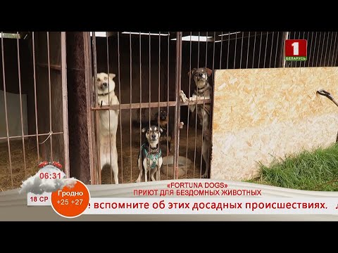 Видео: Добрай раніцы, Беларусь. ПРИЮТ ДЛЯ БЕЗДОМНЫХ ЖИВОТНЫХ «FORTUNA DOGS»