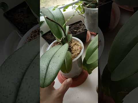 Видео: Орхидеи и удобрения!!! 😊