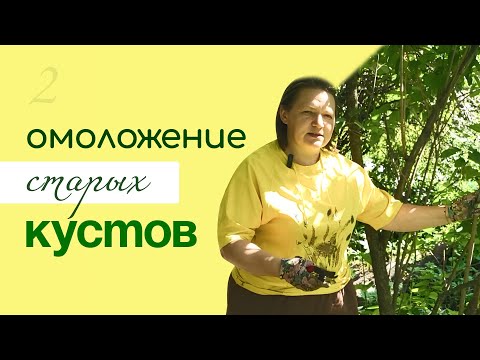 Видео: ОБРЕЗКА старого куста СИРЕНИ, ОМОЛОЖЕНИЕ старого куста СПИРЕИ