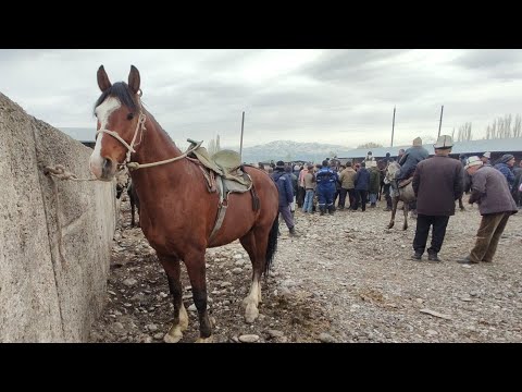 Видео: 4 апрель Базар-Коргон Ат базар 2021 г.