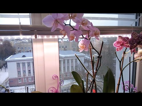 Видео: Простая и удобная подсветка для орхидей и комнатных растений!