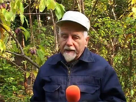 Видео: АКТИНІДІЯ 2 Гриневич
