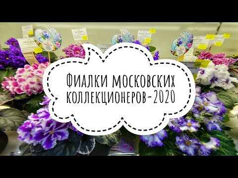 Видео: 11.12.20 Цветущие фиалки Московских коллекционеров в Доме Фиалки перед Новым Годом. Аналог выставки.