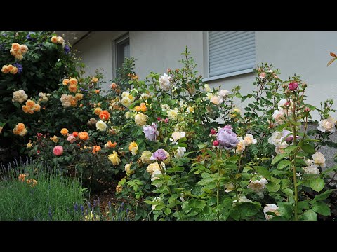 Видео: Птица цвета ультрамарин: в моём саду зацвёл первый дельфиниум. И розы!