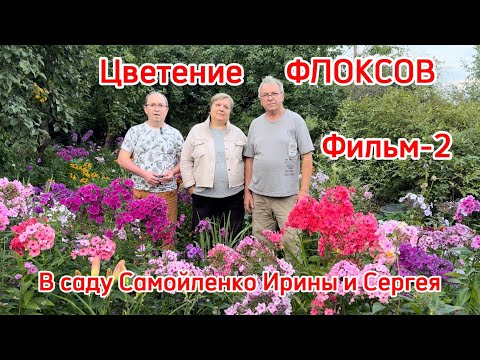 Видео: Цветение флоксов. Фильм-2. В саду Самойленко Ирины и Сергея